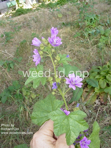 mallow, high